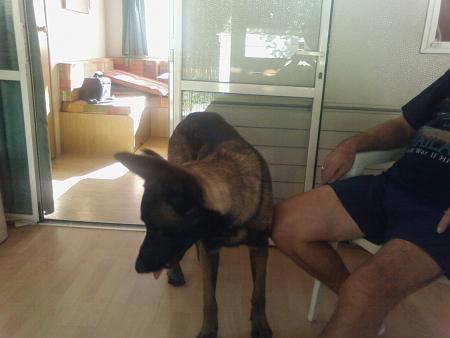 mon chien